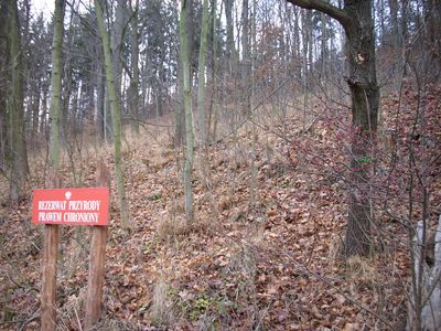 Rezerwat Nad Groblą