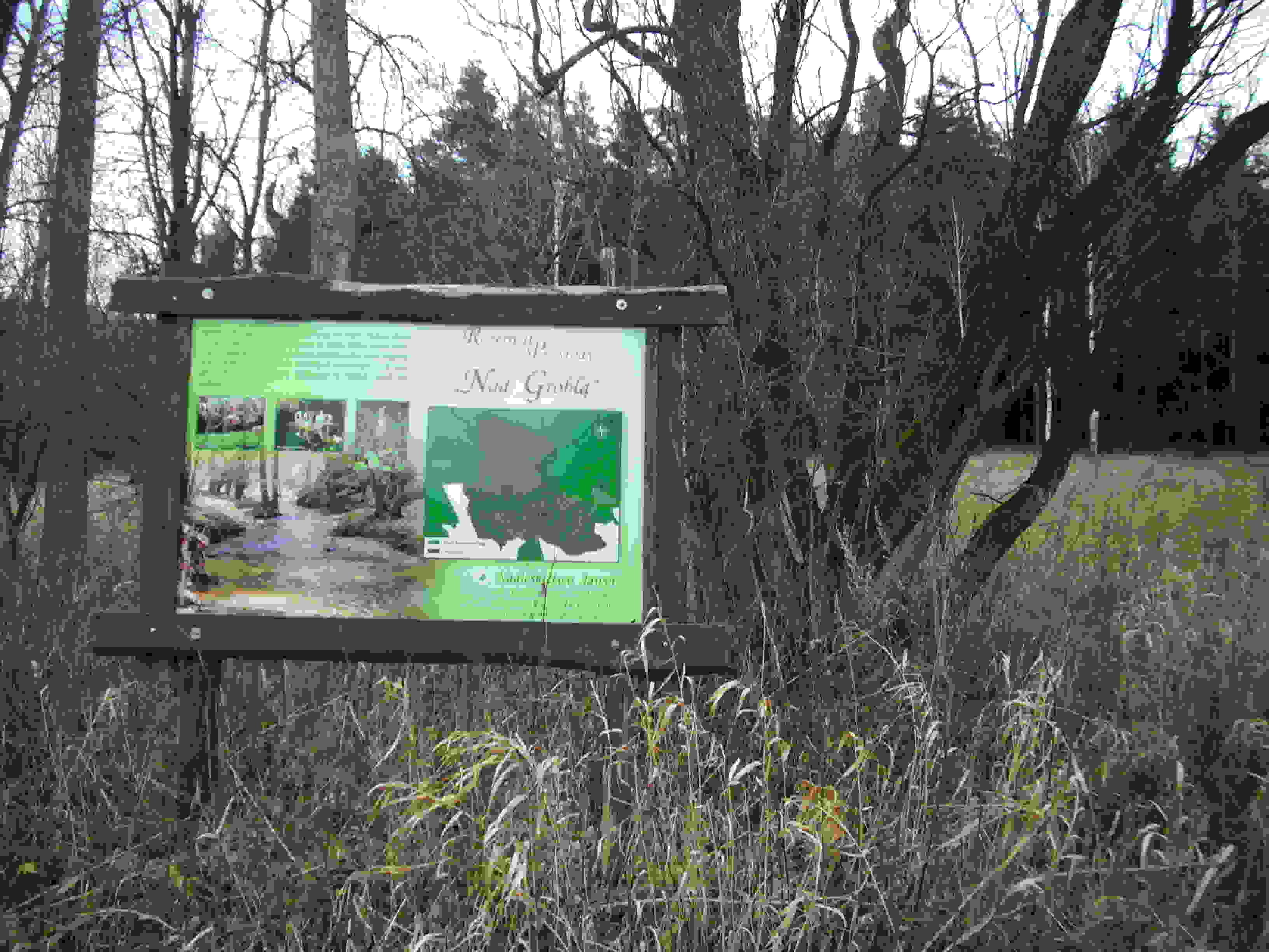 Leśna okolica rezerwatu Nad Groblą